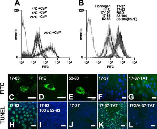Figure 4. Apoptosis induction by FnE requires internalization by the Aα52-83 motif. (A) Representative FACS analysis of FITC-labeled FnE uptake (2 μM) by JEG3 cells in suspension. Uptake only occurs at 24°C in the presence of Ca2+. (B) Uptake of FITC-labeled FnE into JEG3 cells is competitively inhibited by a 100-fold excess of unlabeled FnE and Aα-chain fragments containing the 52-83 motif and by intact fibrinogen, but not by RGD-containing peptides. (C-G) JEG3 cells in suspension culture were incubated with FITC- or FAM-labeled preparations of the indicated peptides (2 μM, 24°C). Distribution of fluorescence was determined by confocal microscopy of cytospin preparations. (H-M) Representative TUNEL staining of adherent JEG3 cells cultured for 48 hours in the presence of 2 μM 17-83 peptide (H), 2 μM 17-83 peptide plus a 100-fold excess (200 μM) 52-83 peptide; 20 μM 17-37– (K), 17-37-TAT– (L), or 17G/A-37-TAT–peptides (M). Bars represent 50 μm (C-I) or 200 μm (K-M).