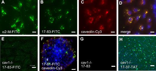 Figure 5. Internalization of Aα17-83 requires caveolin-1. (A-F) Intracellular localization of α2-macroglobulin/α2–M with FITC-labeled α2-M–antibody, FITC-labeled Aα17-83, and caveolin-1 with Cy3-conjugated anti-cav1–antibody in MEF (A-E) and JEG3 cells (F) by confocal fluorescence microscopy. Aα17-83 colocalizes with caveolin-1. (G-H) MEF prepared from cav1−/− embryos were cultured for 48 hours in the presence of 2 μM Aα17-83 (G) or 20 μM 17-37–TAT, followed by TUNEL staining. Cav1-deficient MEFs are resistant to apoptosis induced by Aα17-83; but not Aα17-37–TAT. Bars represent 20 (A-E), 50 (F), or 200 μm (G,H).