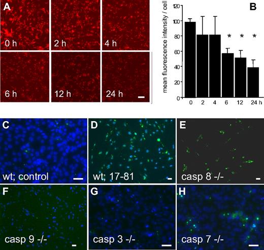 Figure 6. FnE activates the mitochondrial pathway of apoptosis. (A) Time course of mitochondrial membrane potential loss in response to FnE. MEF were cultured in the presence of 2 μM FnE, followed by staining with mitotracker reagent at the indicated times. Bar indicates 100 μm. (B) Images were analyzed using MetaMorph software to measure the fluorescent intensity per cell. Bars represent average plus or minus SE from 2 independent experiments; *P < .05 by Student t test. (C-H) MEF derived from wild-type mice (C,D) or knockout mice lacking the indicated caspases (E-H) were cultured for 48 hours in the presence of 2 μM Aα17-81, followed by TUNEL assay. MEF deficient in caspase-9 or -3 are resistant to FDP-induced apoptosis. Bars indicate 50 μm.
