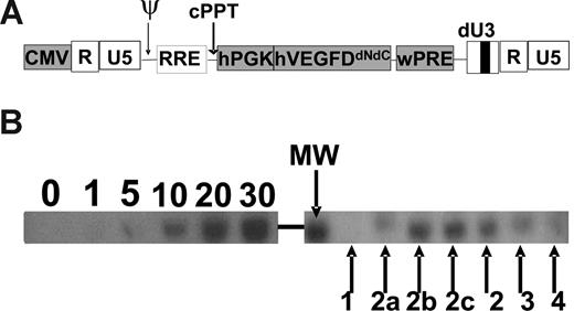 Figure 1. Schematic presentation of the third generation lentiviral vector used in the transgenesis studies and Southern blot image of a copy number analysis. (A) CMV indicates cytomegalovirus promoter; Ψ, packaging signal; cPPT, central polypurine tract. The TG cassette contains the human phosphoglycerate kinase (hPGK) promoter, human VEGF-D cDNA truncated from C- and N-termini (hVEGF-D), and woodchuck hepatitis virus PRE element (wPRE). SIN indicates that the lentiviral vector is self-inactivating because of the deletion in U3 LTR to form ΔU3; U5, 5′ LTR; RRE, rev-responsive element. (B) Analysis of the 4 hVEGF-D TG founder mice (1, 2, 3, and 4) and 3 F1 mice (2a, 2b, and 2c) from founder number 2. The copy numbers of standards (left half of the image) are indicated (copies/15 μg of mouse tail genomic DNA). wPRE was used as a probe sequence. Molecular weight marker (MW) between the standard and sample lanes is 2.5 kb. A vertical line has been inserted to indicate a repositioned gel lane; 1, 1 to 5 copies; 2, 7 to 10 copies; 3, 5 to 7 copies; 2a, 5 to 7 copies; 2b, 7 to 10 copies; and 2c, 7 to 10 copies.