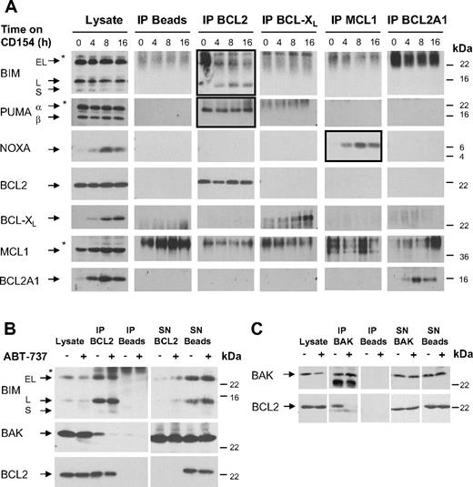 Figure 5. BIM and PUMA are sequestered by BCL2, whereas newly synthesized BCL-XL and BCL2A1 are not bound by BH3-only proteins. (A) The binding pattern of antiapoptotic BCL2 proteins to BH3-only proteins was investigated upon 0 to 16 hours of culture of CLL cells on CD154-expressing cells. BCL-XL, BCL2A1, and NOXA are up-regulated at 4 to 16 hours, while levels of BCL2, MCL1, BIM, and PUMA are not altered (Lysate). IP of BCL2, BCL-XL, MCL1, and BCL2A1 was done in lysis buffer containing 0.5% Triton X-100; however, to exclude the influence of detergent, IPs were repeated in CHAPS-containing lysis buffer with similar results (data not shown). Upon culture on CD154-expressing cells BIM and PUMAα were bound to BCL2 for up to 16 hours of culture, and up-regulated NOXA was bound by MCL1. In contrast, no binding of BH3-only proteins to BCL-XL or BCL2A1 was detected (*nonspecific band). (B,C) Freshly isolated CLL cells were treated with 10 nM ABT-737 for 2 hours. After treatment, cells were lysed in CHAPS-containing lysis buffer. (B) IP of BCL2 revealed that upon treatment with ABT-737 the majority of BIM remained bound to BCL2 and only little BIM appeared in the supernatant (SN) of the IP. An interaction of BCL2 and BAK was found in 5 of 8 patients examined. Upon treatment with ABT-737, BAK was displaced from BCL2. (C) The reverse IP of BAK confirmed displacement of BAK from BCL2 by ABT-737.