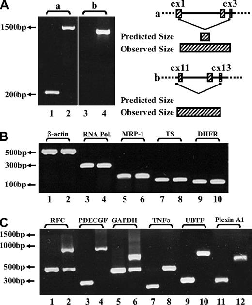 Figure 1. RT-PCR analysis reveals the presence of introns in various cDNAs. (A) (Left panel) PCR was performed on the FPGS gene using 2 sets of forward and reverse primers. (i) Primers residing within the first and third exons (EX1-up and EX3-dw). RT-PCR on cDNA from CCRF-CEM cells produced the expected product size (eg, 263 bp, lane 1), whereas the MTXR5P cells cDNA yielded a markedly longer product of 1570 bp (lane 2). (ii) PCR was performed to confirm the presence of intron 10 in cDNA from MTXR5P cells using a forward primer (INT10) residing within this intron and EX13-dw (lane 4). The white vertical line has been inserted to indicate repositioned gel lanes. (Right panel) Scheme illustrating the positions of the primers as well as the predicted and observed PCR products. (B,C) PCR was performed on various genes using a panel of forward and reverse primers (Table 3) residing within neighbor exons to obtain different product sizes revealing normal and unspliced cDNAs. (B) RT-PCR on cDNA from parental and MTXR5P cells produced the expected product sizes. (C) RT-PCR on WT cDNA produced normal size products, whereas MTXR5P cell's cDNA revealed longer fragments as predicted for unspliced cDNA containing introns; all sizes of PCR fragments are depicted in Table 3.