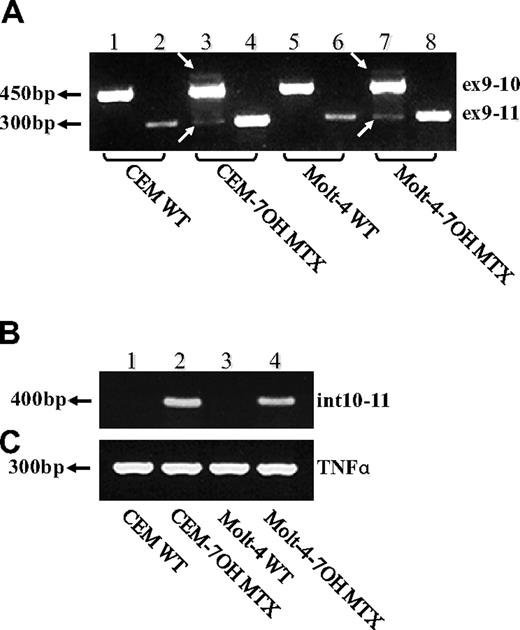 Figure 3. RT-PCR analysis reveals exon skipping and intron inclusion in the FPGS cDNA. PCR was performed on the FPGS gene using 3 sets of forward primers with EX13-dw. (A) Primer ex9-10 residing in the junction between exons 9 and 10 (lanes 1, 3, 5, 7), primer ex9-11 residing in the 3′-end of exon 9 and 5′-end of exon 11 and thus being diagnostic of exon 10 skipping (lanes 2, 4, 6, 8). (B) PCR was performed to corroborate the presence of intron 10 in CEM-7OH MTX and Molt-4-7OH MTX cDNA using a forward primer (ex10int10) on the junction between exon 10 and intron 10. (C) TNFα as a control gene for normal splicing.