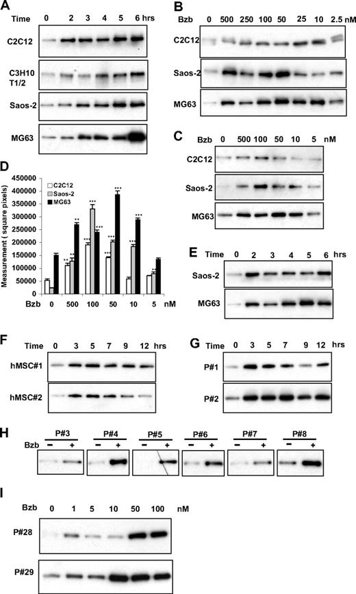 Figure 1. Bzb increases free and active forms of β-catenin in mouse and human OB progenitor cells (OB) and primary human MSCs. OB lines C2C12, C3H10T1/2, Saos-2, and MG63 and primary MSCs from 2 healthy donors (designated as #hMSC1 and #hMSC2) and 2 patients with MM (designated P#1 and P#2) were grown in the absence or presence of 500 nM of Bzb for indicated times (A,F,G) or with indicated serial concentrations of Bzb (B-D) for 6 hours. Saos-2 and MG63 cells were cultured in the absence or presence of 500 nM MG132 for indicated times (E). MSCs from 6 patients with MM (designated P#3 to P#8 in panel H) were grown in the absence or presence of 500 nM Bzb for 5 hours. Protein lysates (500 mg) subjected to GST-E-cadherin pull down were immunoblotted using antibodies to β-catenin (A-C,E-H) or active (nonphosphorylated) β-catenin (C). Arrows indicate ubiquitinated β-catenin. (D) The images of antiactive β-catenin antibody staining in C2C12, MG63, and Saos-2 lysates were analyzed with Photoshop software and quantified by National Institutes of Health Image 1.16 software as described in “Immunoblotting.” Results are mean plus or minus SD (n = 3). **P < .001, ***P < .001, ***P < .001 vs controls. (I) The MSCs from 2 patients with MM were treated with indicated concentrations of Bzb for 6 hours. Free β-catenin protein in the lysates separated using GST-E-cadherin pull down was determined by immunoblotting analysis as described in Figure 1A.