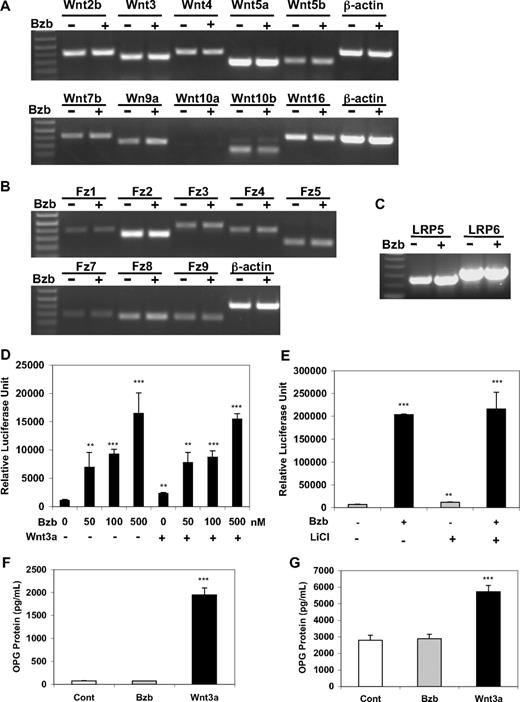 Figure 5. Bzb does not alter expression of Wnt ligands, receptors, and Wnt antagonists or OPG protein in OBs. Saos-2 cells were cultured in the medium in the absence or presence of 10 nM of Bzb for 24 hours. Total RNA was isolated, and RT-PCR analysis was performed to measure mRNA expression of WNTs (A), FZDs (B), and LRP5/6 (C), as described in “RT-PCR analysis.” The Saos-2 (D,E) cells were transfected with TOPflash plasmid DNA. The cells were treated with indicated concentrations of Bzb in the presence or absence of Wnt3a (100 ng/mL, D) or lithium chloride (10 mM, E) for 24 hours. Lysates was harvested and subjected to luciferase quantification. The C2C12 (F) or C3H10T1/2 (G) cells were treated in the presence or absence of Bzb (100 nM) or Wnt3a (100 ng/mL) for 48 hours and supernatants harvested for ELISA analysis of OPG protein concentrations. Results are mean plus or minus SD (n = 3). **P < .01, ***P < .001 vs controls.