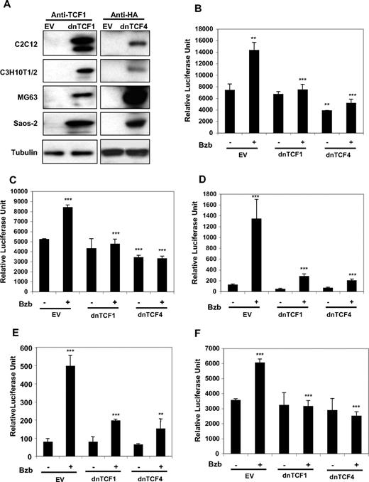 Figure 6. Expression of dominant negative TCF attenuates Bzb-induced TCF transcriptional activity in MSCs. (A) MSCs were seeded at 5 × 104 cells/mL in 10-cm tissue culture plates and cotransfected with 0.5 mg/mL of empty vector, dnTCF1, or dnTCF4 plasmid DNAs. Total protein (50 mg) was isolated and immunoblotted with anti-TCF (left panel) or anti-HA (right panel) antibodies to measure the expression of dnTCF1 (left panel) and dnTCF4 (right panel) proteins. C2C12 (B), C3H10T1/2 (C), MG63 (D), and Saos-2 (E,F) cells cultured in 12-well plates in DMEM with 10% FBS were cotransfected with 0.5 mg/mL of empty vector, dnTCF1, dnTCF4 plasmid DNA plus TOPflash plasmid DNA. After 48 hours of incubation, the cells were incubated in media in the absence or presence of 6.25 nM (B), 12.5 nM (C,D), or 100 nM (E) Bzb, or 65 nM of MG132 (F) and cells lysed for luciferase quantification. The data represent mean plus or minus SD. **P < .01, ***P < .001 vs controls.