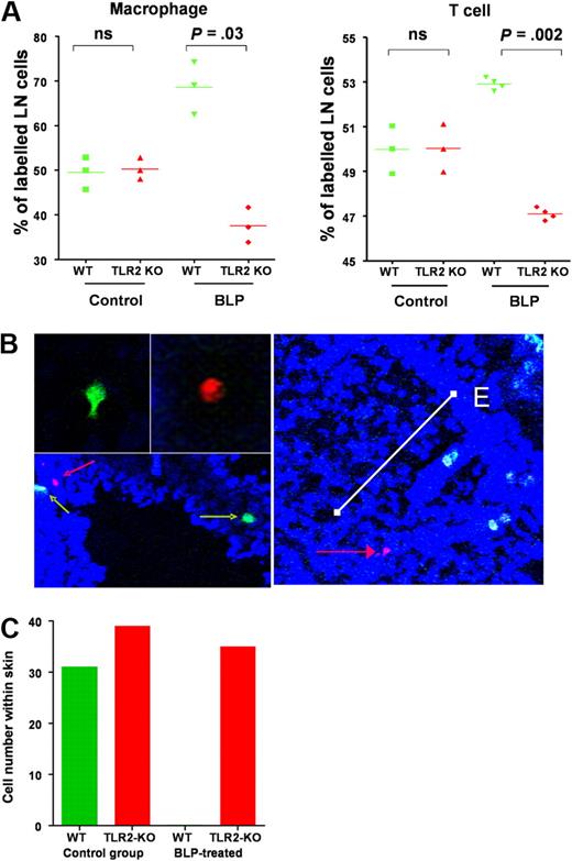 Figure 6. systemic BLP redirects leukocyte migration in vivo. (A) TLR2-null and WT macrophages (1.5 × 107 of each) labeled with spectrally different fluorescent makers were administered intravenously to TPA-painted D6-deficient mice (red TLR2-deficient cells and green WT cells). Concurrently, mice were intraperitoneally administered either BLP or saline and culled 24 hours later. LN were removed and cells examined by FACS to specifically determine numbers of dye-labeled macrophages that had migrated to the LN. Values shown represent the percentage of dye-labeled macrophages that were either WT or TLR2-null for individual mice. CD4 T cells were isolated from TLR2-deficient and WT mice and similarly labeled and injected (numbers as above) into TPA-treated mice that received either saline or BLP intraperitoneally and percentage of labeled cells migrating to LN determined by FACS. Statistical probability were determined with the Student t test (ns, not significant). (B) Identification of WT (green cells, green arrows) and TLR2-deficient cells (red cells, red arrows) in TPA-inflamed skin. The white bar on the right panel shows the positioning of a TLR2-deficient cell (red arrow) at an approximate distance of 200 μm from the epidermal surface (E). (C) Quantification of labeled macrophage numbers within TPA-painted skin from control and BLP-treated mice. These data are representative of data obtained from 3 separate experiments with 3 mice per group. Cell counts were from multiple (> 10) full-length skin sections per mouse.