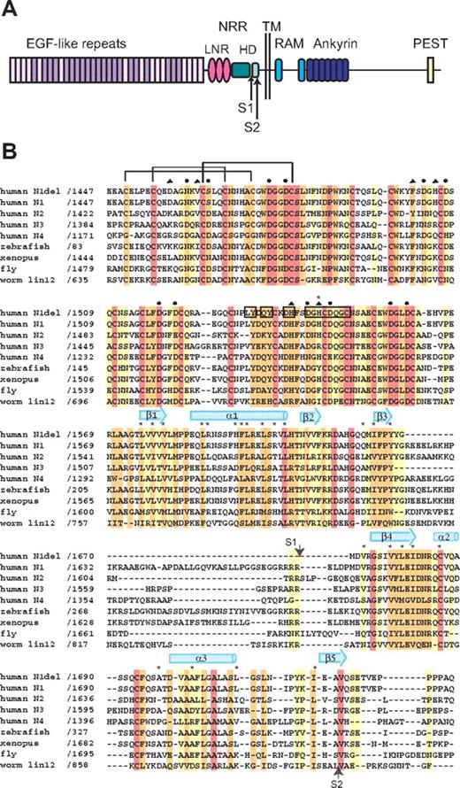 Figure 1. Domain organization and multiple sequence alignment. (A) Domain organization of human Notch1. The NRR consists of the LNR and HD domains. Adapted from Gordon et al.40 (B) Sequence alignment of the NRR region of various Notch receptors, colored according to sequence conservation: red indicates absolutely conserved; orange, highly conserved (defined by ClustalW41 strong conservation groups and/or > 80% sequence identity); yellow, moderately conserved (defined by ClustalW weak conservation groups or > 50% sequence identity); and white, nonconserved. Amino acid residues of special importance are denoted as follows: side-chain and main-chain Ca++-coordinating residues, circles and triangles, respectively; residues mutated in Notch1 in T-ALL, asterisks. Residues from LNR-C engaged in crystal lattice contacts are boxed. Representative disulfide connectivity is shown for LNR-A and HD secondary structural elements are represented by arrows (beta strands) and cylinders (alpha helices).