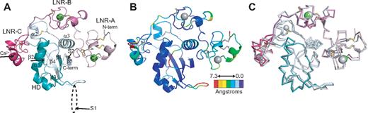 Figure 2. Overall structure of the human Notch1 NRR and comparison with the human Notch2 NRR. (A) Overall structure of the human Notch1 NRR, shown in ribbon representation. Shades of pink and purple represent LNR modules; shades of light and dark cyan, HD domain (on N- and C-terminal sides of the furin cleavage loop, respectively). Disulfide bonds are rendered as yellow sticks, and calcium ions as green spheres. Arrows denote positions of the S1 and S2 cleavage sites. (B) Ribbon representation of the Notch1 NRR colored according to the root mean square deviation (RMSD, in angstroms) between corresponding alpha carbon atoms of the Notch1 and Notch2 structures. Colors are assigned on a sliding scale from blue (RMSD = 0) to red (RMSD = 7.25 Å). Residues present in Notch1 that are absent in Notch2 were set to the maximum RMSD of the range. (C) Overlay of the backbone traces of the Notch1 (colored as in A) and Notch2 (gray) NRRs.