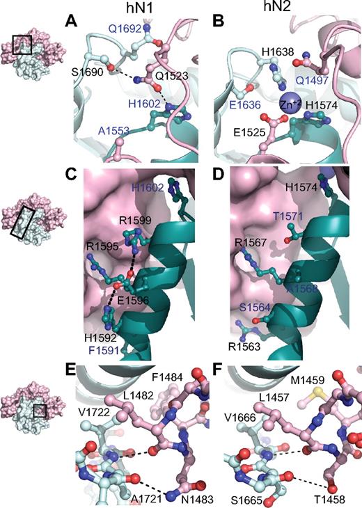 Figure 3. Structural divergence between Notch1 and Notch2 NRRs. (A,B) Convergence of HD-N, HD-C, and LNR-C is mediated by a hydrogen bond in the Notch1 NRR (A) and a Zn2+ coordination site in the Notch2 NRR (B). (C,D) Comparison of interactions stabilizing helix 1 in the Notch1 and Notch2 NRRs. In Notch1, there is an intrahelical salt bridge and the helix is anchored to LNR-C via a single salt bridge. In Notch2, there are several electrostatic interactions between the helix and LNR-C (D). (E,F) The LNR A-B linker of the Notch1 (E) and Notch2 (F) NRRs masks the metalloprotease cleavage site. In each structure, a 3-residue sequence from the linker occludes the S2 site, even though 2 of the 3 amino acid residues comprising the protective plug are not conserved (see “Interdomain interactions” for details). Black labels identify residues participating in the interactions discussed, whereas blue labels identify residues that form analogous interactions in the other receptor.