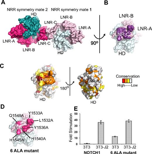 Figure 4. Conserved residues at a Notch1 crystal packing interface. (A) The Notch1 NRR and a symmetry mate are depicted in molecular surface representation. The LNR domains are colored in light and dark pink and the HD domains colored in light and dark cyan in molecules 1 and 2, respectively. (B) Molecule one surface after a counterclockwise 90-degree rotation about the axis shown. In this view, the surface-exposed face of LNR-C is facing outward. Amino acid residues involved in the crystal contact interface are colored purple. (C) Surface of the Notch1 NRR colored according to amino acid conservation using the scale shown (as described in the legend for Figure 1B). (D) Surface of the Notch1 NRR illustrating the 6 crystal contact residues that have been mutated to Ala (hot pink). (E) Effect of mutating the LNR-C crystal contact interface in Notch reporter gene assays. Signaling in coculture assays with NIH 3T3 cells alone or stably expressing the ligand Jagged-2 was examined using chimeric full-length receptors in which the RAM and ANK domains of NOTCH1 were replaced with the DNA-binding domain of the transcription factor GAL4 (“Luciferase reporter/urea sensitivity assays”). Firefly luciferase activity was normalized to the internal Renilla control and expressed relative to the reporter gene activity of the unmutated chimeric receptor cocultured with NIH 3T3 cells alone. Error bars represent the SE of the 3 replicate measurements made for each experimental condition.