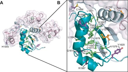 Figure 5. Mapping of T-ALL tumor-associated mutations onto the Notch1 NRR. (A) Structural representation highlighting T-ALL mutations. Side chains of residues mutated in T-ALL patients are shown in ball-and-stick form. Residues are colored according to mutation site: core (green), interface (orange), or partially exposed (purple). (B) Close-up view of mutations in the HD domain.