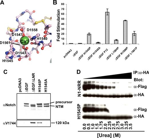 Figure 6. Characterization of the H1545P mutation in LNR-C. (A) Structure of the region surrounding H1545. Calcium coordinating residues are shown in ball-and-stick representation and are colored by atom type (gray indicates carbon; red: oxygen; and blue: nitrogen). Disulfide bonds are yellow, and the calcium ion is a green sphere. (B) Reporter gene assay for ligand-independent Notch1 activation. H1545P and several other well-characterized T-ALL–associated mutations were tested for their ability to induce reporter gene transcription in the context of a Notch1 polypeptide lacking the EGF-like ligand binding repeats (ΔEGF). The ΔEGF forms of the receptors were transiently transfected into U2OS cells together with a plasmid encoding a luciferase reporter gene under control of 4 iterated CSL binding sites, and an internal control plasmid expressing Renilla luciferase. Firefly luciferase activities were normalized to the internal Renilla control and expressed relative to the activity produced by the unmutated ΔEGF form of the receptor, which was assigned a relative value of 1. Error bars represent the SE of the 3 replicate measurements made for each experimental condition. (C) The H1545P mutation confers ligand-independent proteolytic sensitivity. U2OS cells were transfected with plasmids encoding the indicated Notch1 receptor variants. Western blots with antibodies specific for the intracellular portion of human Notch1 (top panel) and for the S3-cleaved product (bottom panel) are shown. (D) Effect of the H1545P mutation on sensitivity to urea-induced subunit dissociation. Conditioned media from HEK 293T cells expressing epitope-tagged Notch1 NRR minireceptors were immunoprecipitated with α-HA coupled beads followed by incubation in buffer containing different concentrations of urea for 30 minutes (0 to 3.5 M). Subunit dissociation was evaluated by SDS–polyacrylamide gel electrophoresis (PAGE) followed by Western blot analysis. The N-terminal and C-terminal subunits were detected with α-FLAG and α-HA antibodies, respectively.