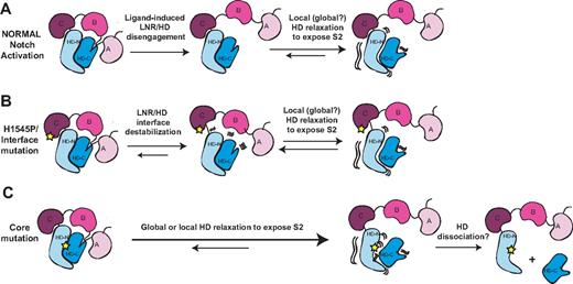 Figure 7. Models for normal Notch activation and aberrant activation by T-ALL mutations. (A) Ligand-mediated Notch activation. Ligand binding triggers a conformational movement that first disengages the LNR and HD domains. Without the stabilizing interactions provided by the LNR domain, the HD domain then relaxes locally or globally to expose the S2 site. (B) H1545P and other interface mutations promote disengagement of the LNR/HD interface. This step then allows local or global HD relaxation to expose the S2 site in a manner analogous to ligand binding. (C) Core mutations directly destabilize the HD domain, precluding stable interaction with the LNR domain and promoting exposure of S2. Extremely destabilizing mutations such as those of class 1A may lead to complete HD dissociation.