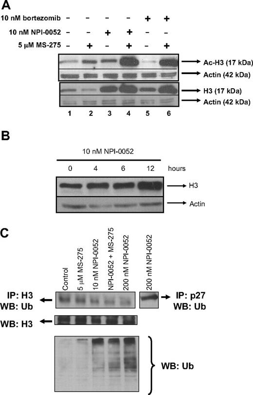 Figure 4. NPI-0052 increases histone-H3 expression and its hyperacetylation. (A) NPI-0052 increases histone-H3 levels and hyperacetylation. Jurkat cells were exposed to 10 nM bortezomib, 10 nM NPI-0052, 5 μM MS-275, or a combination for 6 hours. Cell lysates were prepared and subjected to SDS polyacrylamide gel electrophoresis (SDS-PAGE) and immunobloted for acetylated (Ac)–H3, histone-H3 (H3), and actin. (B) NPI-0052 increases histone-H3 protein expression. Lysates from Jurkat cells treated with 10 nM NPI-0052 were collected at the indicated times. Western blot analyzed histone-H3 and actin expression. (C) NPI-0052 does not induce accumulation of ubiquitinated-histone-H3. Immunoprecipitation (IP) of histone H3 or p27 was performed in protein lysates from Jurkat cells that were treated with 5 μM MS-275, 10 nM NPI-0052, 200 nM NPI-0052, or a combination with MS-275 and NPI-0052 for 6 hours. After IP, samples were run on SDS-PAGE and blotted for ubiquitin. Bottom panel, protein lysates from Jurkat cells treated with the indicated compounds for 6 hours were immunoblotted for total ubiquitin protein expression.