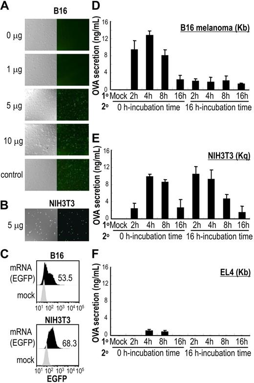 Figure 1. Determination of optimal conditions to introduce antigen-encoding mRNA into cells. (A,B) Graded doses of EGFP mRNA were transduced into B16 melanoma cells (H2-Kb) and 5 μg EGFP mRNA to NIH3T3 fibroblasts (H2-Kq). Levels of EGFP expression were evaluated by confocal microscopy (20×/0.7 NA oil objective). (C) A total of 5 μg EGFP mRNA–transduced B16 and NIH3T3 cells were evaluated by flow cytometry for expression of EGFP. The number shown represents the percent of EGFP+ cells. Data are representative of 3 independent experiments. (D-F) Whole OVA gene-carrying vector SP64 was linearized, and 5 μg of OVA mRNA was transduced to B16, NIH3T3, or EL4 cells for different incubation periods to determine optimal transduction time (incubation time, 1°). Levels of OVA protein from cell lysates were measured by an ELISA kit (Morinaga Institute of Biological Science) at 2 time points after transduction: 0 hours and 16 hours (incubation time, 2°). Data shown are means plus or minus SEM of 4 mice per group.