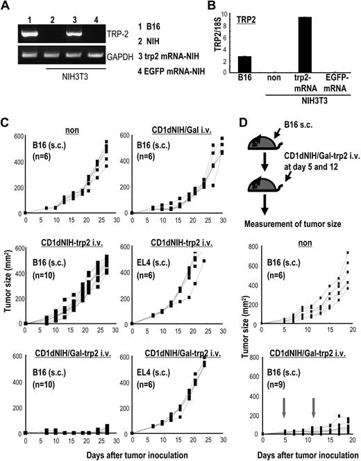 Figure 7. Vaccination with irradiated CD1dhi-NIH3T3/Gal-trp2 induces protection from melanoma. mRNA from the melanocyte differentiation antigen, trp2, was transduced into NIH3T3 cells. Trp2 expression on B16 cells and trp2 mRNA–transduced NIH3T3 cells was evaluated by (A) RT-PCR and (B) real-time PCR. (C) WT mice were immunized with 5 × 105 CD1dhi-NIH3T3/Gal, CD1dhi-NIH3T3-trp2, and CD1dhi-NIH3T3/Gal-trp2 intravenously. At 2 weeks later, the mice were challenged subcutaneously with 5 × 104 B16 or 2 × 105 EL4 cells. Tumor size in each group was measured at the indicated time points (n = 6-8 per group). Similar results were obtained in 2 independent experiments. (D) Antitumor responses to established tumor were assessed. C57BL/6 mice were injected 5 × 104B16 subcutaneously (top panel). The mice were given 5 × 105 CD1dhi-NIH3T3/Gal-trp2 intravenously at 5 days and again at 12 days. Tumor size was evaluated at the indicated time points (n = 6-10 per group). ↓ indicates the treatment with CD1dhi-NIH3T3/Gal-trp2.