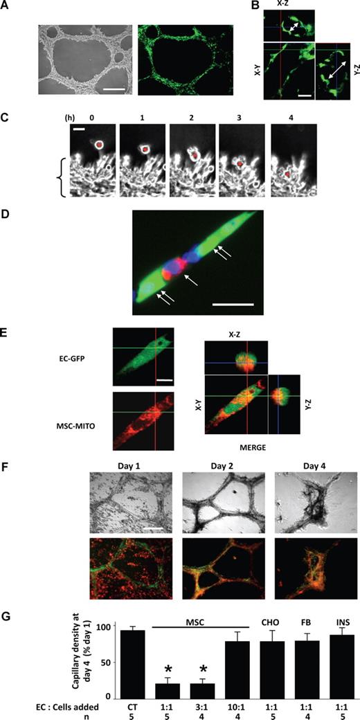 Figure 1. Incorporation of mitochondria-stained MSCs in GFP-expressing EC capillaries in matrigel. (A) Phase contrast (left) and fluorescence (right) images show day-old, GFP-expressing, RLMEC-derived capillaries. Bar = 500 μm. (B) Confocal microscopy of a capillary shows the lumen (double-headed arrows) in z-axis images. Bar = 50 μm. (C) Phase contrast images taken at 1-hour intervals show migration of a single MSC (red dot) toward capillaries (bracket). Bar = 20 μm. (D) High magnification image shows Mito Tracker Deep Red (MTDR)–loaded MSC (single arrow) intercalated between ECs (double arrows) in a single, day-old capillary. The nucleus is Hoechst 33342-stained (blue). Bar = 25 μm. (E) Confocal microscopy of a single EC from a capillary network shows GFP fluorescence (EC-GFP) and MTDR fluorescence of MSC mitochondria (MSC-MITO). The merged image shows in different planes the incorporation of MSC mitochondria (red) in EC (green). Images were taken 1 day after adding MTDR-stained MSC to day-old capillaries. Bar = 10 μm. All imaging data replicated at least 6 times. (F) Images are by phase contrast (top) and fluorescence (bottom) microscopy on days indicated after addition of mitochondria-stained MSC (red) to day-old capillaries (green) at EC:MSC ratio of 1:1. Bar = 500 μm. (G) Group data show responses to addition of the indicated ratio of ECs to MSC, CHO cells, or RNLFB (FB) to day-old capillaries. Capillary density in capillaries to which no cells were added (CT) was 7 (± 2) capillaries per low-power (4×) field. In one group (INS), MSCs were grown in an insert, which was placed adjacent to the matrigel culture. Data are mean plus or minus SD. *P < .05, significantly different from CT.