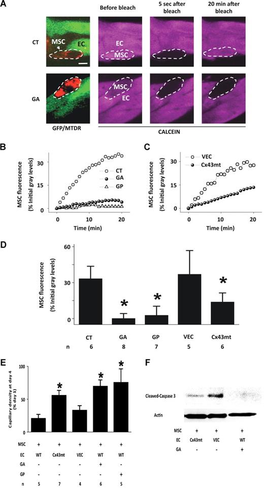 Figure 3. Gap junctional communication between MSCs and ECs in matrigel capillaries. (A) Images show red fluorescence of mitochondria-stained MSCs (arrow) juxtaposed with GFP-expressing capillaries (green). MTDR, Mitotracker deep red. Capillaries were loaded with calcein (purple). By switching fluorescence filters, single MSC (dashed ovals) were identified by red mitochondrial fluorescence under calcein loaded conditions. Note that 20 minutes after calcein fluorescence in the MSC was photobleached, fluorescence was recovered in control (CT) but not in GA-treated capillaries. Bar = 10 μm. (B,C) Time course of FRAP in single EC-associated MSCs in untreated (CT), GA-treated (GA), and gap peptide–treated (GP) cultures, and for single EC-associated MSCs in GFP-Cx43T154A- (Cx43mt) or empty vector–expressing capillaries (VECs). (D) Group data show FRAP in MSCs 20 minutes after bleaching. Mean plus or minus SD. *P < .05 relative to CT. (E) Group data show capillary density in 4-day-old capillaries to which MSCs were added at 1:1 ratio to EC on day 1. WT, wild-type; other abbreviations are as above. Mean plus or minus SD; n indicates number of experiments. *P < .05 relative to WT. (F) Immunoblot for cleaved caspase-3 in 4-day-old capillaries exposed to MSCs as above. Actin expression is shown in the bottom panel. Replicated 3 times.