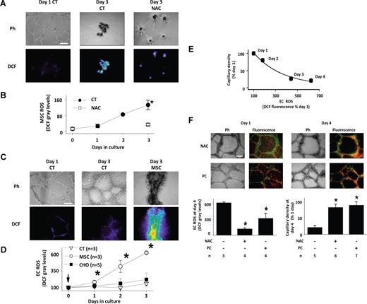 Figure 4. MSC-induced ROS production in matrigel. (A) Images show phase contrast (Ph) and DCF fluorescence (DCF) of MSC capillaries after indicated days of culture under nontreated (CT) and NAC-treated (NAC) conditions. NAC was added simultaneous with MSC seeding. Fluorescence was background corrected. Bar = 500 μm. (B) Plot shows time course of MSC ROS production in nontreated (CT) or NAC-treated (NAC) MSC capillaries. Mean plus or minus SD n = 3 (each group). *P < .05 versus NAC. (C) Images show phase contrast (Ph) and DCF fluorescence (DCF) of EC capillaries after indicated days of culture under untreated conditions (CT), or after addition of MSCs to day-old capillaries at 1:1 ratio (MSC). Bar = 500 μm. (D) Plots show time dependent effects of adding MSCs or CHO cells to day-old EC capillaries at 1:1 ratio. Mean plus or minus SD. *P < .05 relative to control (CT) at same time point. (E) Exponential regression of mean capillary density against mean EC fluorescence (R2 = 0.9887; P < .05). (F) Images show mitochondria-stained MSCs (red) juxtaposed with day-old EC-GFP capillaries (green) that were treated NAC or PEG-catalase (PC). Days of capillary culture are indicated. Bar = 500 μm. Group data are mean plus or minus SD. *P < .05 relative to untreated group.