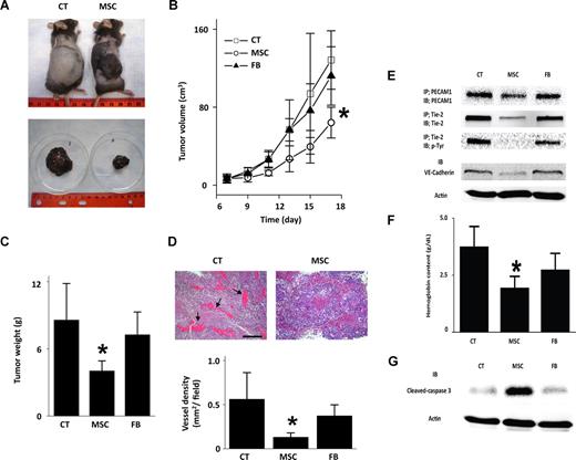 Figure 5. Abrogation of mouse tumor growth by MSCs. Data are for tumors grown for 18 days after subcutaneous injections of B16F10 melanoma cells. The tumors were untreated (CT) or inoculated with 106 MSCs or mouse lung fibroblasts (FB) on day 7 of tumor growth. (A) Photographs show tumors in situ (top) and the excised tumor masses (bottom). Replicated 4 times. (B,C) Time-dependent changes in tumors. Mean plus or minus SD; n = 4 for each group. *P < .05 relative to CT. (D) Histologic sections show blood vessels in an untreated (left image, ) and MSC-inoculated (right image) tumors. Bar = 300 μm. Bar graphs show vessel density quantified in histologic sections. Mean plus or minus SD; n = 4 each group. *P < .05 relative to CT. (E) Expression of indicated EC markers in tumor tissue. Lysates were subjected to immunoprecipitation (IP) and immunoblot (IB) analyses as indicated. Replicated 3 times. (F) Group data show hemoglobin content of tumor tissue. Mean plus or minus SD; n = 4 each group. *P < .05 relative to CT. (G) Immunoblots for indicated proteins in tumor lysates. Replicated 3 times.