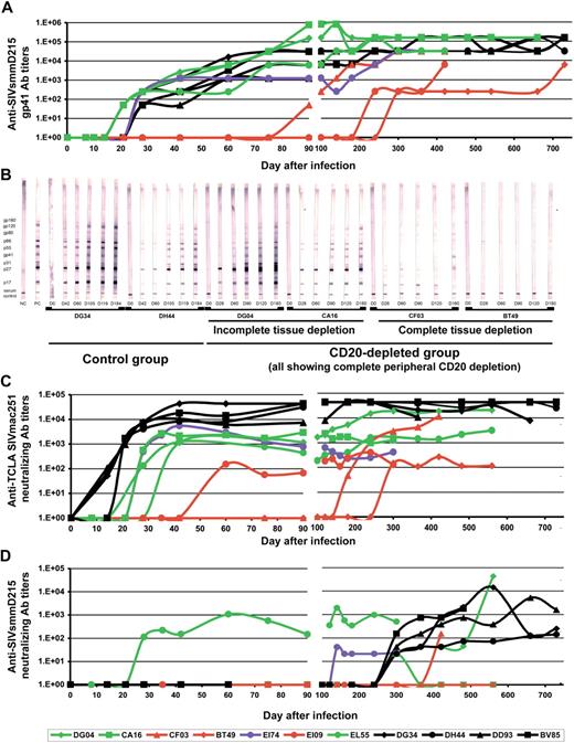 Figure 3. Impact of B-cell depletion after rituximab administration on anti-SIVsmm humoral immune responses. (A) ELISA testing of anti-SIVsmm gp41 antibodies showed significant delay in the seroconversion patterns in RMs with complete tissue CD20+ B-cell depletion (red symbols and lines) and no significant difference between control RMs (black symbols and lines) and rituximab-treated RMs with incomplete tissue CD20+ B-cell depletion (green symbols and lines). (B) Western blot testing on serial samples confirmed the trend observed by ELISA, with no significant difference in the seroconversion patterns between control RMs (illustrated by RMs DG34 and DH44) and rituximab-infused RMs with incomplete tissue depletion (illustrated by RMs DG04 and CA16). Significant delays in the WB seroconversion were observed in RMs with complete CD20+ B-cell depletion after rituximab infusion (illustrated by RMs CF03 and BT49). Neutralizing antibody testing against both highly susceptible TCLA-SIVmac251 strain (M7-Luc assay; C) and SIVsmmD215 strain (TZM-bl assay; D) showed delayed seroconversion and lower titers in RMs infused with rituximab. RMs showing complete tissue CD20+ B-cell depletion showed the lowest Nab titers. Day 0 corresponds to SIV inoculation. Rituximab was infused every 21 days beginning 1 week before SIV inoculation. RMs DG04, CA16, CF03, and BT49 received 4 rituximab administrations. RMs EI74, EI09, and EL55 received rituximab for up to 160 days pi.