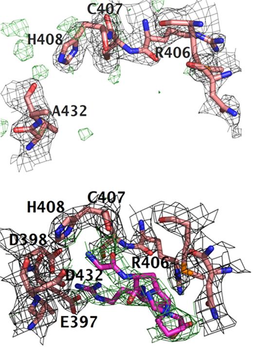 Figure 1. Comparison of polymerization holes “b.” Structures of (A) rfD-BβD432A+GH and (B) normal with both GPRP and GHRP (rfD+BOTH). For both structures, the difference electron density |Fo − Fc| is contoured at 3.0σ and is shown in green. The |2Fo − Fc| electron density maps are contoured at 1.0σ shown in gray. Clear positive difference electron density for GHRP is evident in hole “b” of normal rfD+BOTH and is absent in the rfD-BβD432A+GH structure. This suggests that BβD432A has an impaired hole “b” and does not bind the peptide. Note the positions of BβGlu397 and BβAsp398. In normal rfD+BOTH, both residues flip toward hole “b” to interact with GHRP. In rfD-BβD432A+GH, these residues are nowhere near hole “b.”