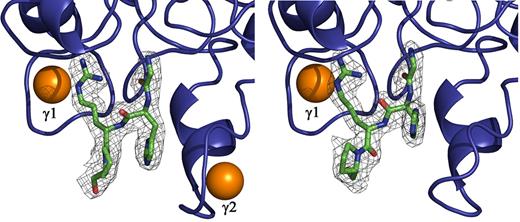 Figure 2. Electron density corresponding to GHRP in hole “a” of the 2 molecules in the asymmetric unit of rfD-BβD432A+GH. The |Fo − Fc| electron density around GHRP (shown as green sticks) is contoured at 3.0σ. The 2 calcium binding sites γ1 and γ2 are shown as orange spheres. Note that the calcium in γ2 site is absent in the other molecule of the asymmetric unit.