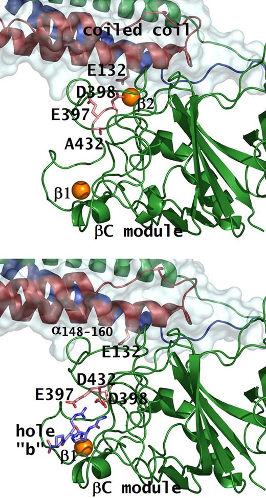 Figure 3. Conformational change with peptide bound in hole “b.” Structures of rfD-BβD432A+GH (A) and rfD+BOTH (normal fibrinogen with both GPRP and GHRP; B) are shown. Residues involved in β2 calcium and peptide binding are shown as pink sticks. Note the conformational change in residues Bβ397Glu and Bβ398Asp when peptide (shown as blue sticks) is bound to hole “b,” as in the case of normal. In the rfD-BβD432A+GH structure, hole “b” does not bind the peptide so that Bβ398Asp, together with γ132Glu, coordinates the β2 calcium (shown as orange sphere) that tethers the βC-module to the coiled coil.