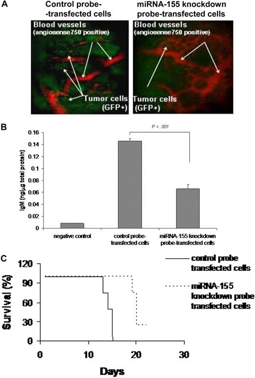 Figure 5. miRNA-155 knockdown targets WM cells in the context of bone marrow microenvironment in vivo. (A) In vivo confocal imaging. GFP+ WM cells were transfected using either control probe or miRNA-155 knockdown probe, and then injected in mice 24 hours after transfection. GFP+ WM cells (green) were excited with a 491-nm solid state laser. Blood vessels (red) were imaged using Angiosense-750 (VisEn Medical) excited with a 750-nm laser. Images of parasagittal vasculature and GFP+ tumor cells in the mouse skull bone marrow. Control probe–transfected cells homed and adhered more than the miRNA-155–transfected counterparts. (B) Detection of human IgM from serum of control probe–injected (n = 4) and miRNA-155 knockdown probe–injected (n = 4) mice. Serum of noninjected mice was used as negative control. Average obtained from each group is shown. (C) Kaplan-Meier curve showing survival in each group; mean survival was 14 days versus 20 days (P < .001), and overall survival was 15 days versus 21 days, respectively, in control probe–injected versus miRNA-155 knockdown probe–injected mice.