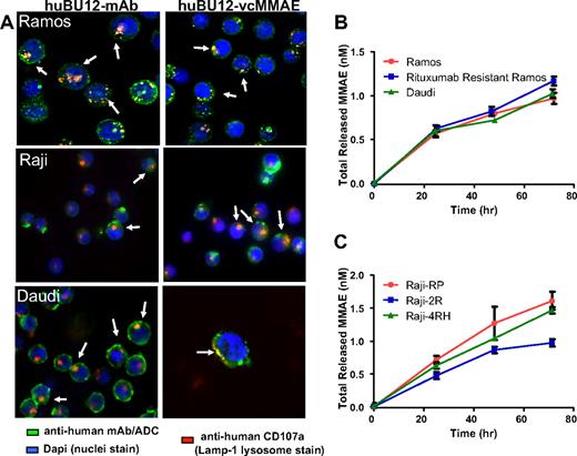 Figure 2. Immunohistochemical analysis of the subcellular localization of hBU12 and hBU12-vcMMAE in lymphoma cell lines. Twenty-four hours after incubation at 37°C, cells were fixed, permeabilized, and stained with the LAMP-1 lysosomal antibody (red) and/or antibodies binding to hBU12 (left panels) and hBU12-vcMMAE (right panels, green). Control reagents included a vcMMAE or mAb that did not internalize or a nonbinding molecule, which both failed to localize to the lysosomes (see Figure S1). (A) Immunohistochemical analysis of CD21low Ramos cells and CD21high Raji and Daudi cells. The hBU12 conjugates mostly localized within the lysosomal compartment, as indicated by the yellow staining pattern. Arrows show colocalization of ADCs with lysosomes. We were unable to identify differences in the proportion of compounds localizing to the lysosomal compartment between CD21high and CD21low cells. (B) Amounts of total free drug released over time from CD21low Ramos, CD21high Daudi, and rituximab-resistant Ramos cells. (C) Levels of free drug released over time in CD21high, parental Raji-RP cells, and rituximab-resistant Raji-2R and Raji-4RH cells. Reduced amounts of free MMAE were observed in Raji-2R, but not Raji-4RH cells, relative to the parental Raji-RP cells.