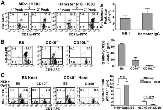Figure 6. CD40 and CD40L are both required for the induction of an H60-specific CD8 memory response. (A) Either 0.5 mg MR-1(anti-CD40L mAb) or hamster IgG was injected intraperitoneally into mice that had been previously immunized with male H60 cells at the time of boosting with male H60 cells and 2 times afterward at 3-day intervals. PBLs were stained on day 7 after boosting. FACs data obtained at the primary and secondary peaks are shown in parallel (gated for CD8+ cells). The fold-increase in peak size between the secondary and primary responses is plotted, and the error bars represent the standard deviation (SD). The data are representative of 3 independent experiments. (B) CD8 T cells purified from Ly5.1 (CD45.1+) congenic mice that had been previously immunized with male H60 cells were adoptively transferred to female B6, CD40L−/−, and CD40−/− hosts. The adoptive hosts were then primed with male H60 cells, and the PBLs were stained with H60-tetramer-PE, CD8-APC, and CD45.1-FITC. The FACs data shown are taken from 1 of 4 independent experiments and were obtained on day 7 after priming (gated for CD45.1+ cells). The percentage of H60-tetramer+ cells among the CD45.1+ CD8 T cells in the adoptive hosts is plotted and error bars represent the SD. (C) CD40−/− or B6 adoptive hosts transferred with memory CD45.1+ CD8 T cells were primed with peptide (H60 + Gp61)–loaded splenocytes from CD40−/− or normal B6 mice. Representative FACS data shown were obtained after staining of the PBLs on day 10 after priming with peptide-loaded cells. The percentage of H60-tetramer+ cells among the CD45.1+ CD8 T cells in the B6 or CD40−/− adoptive hosts is plotted with error bars representing the SD (NS, not significant). Representative data were taken from 5 independent experiments.