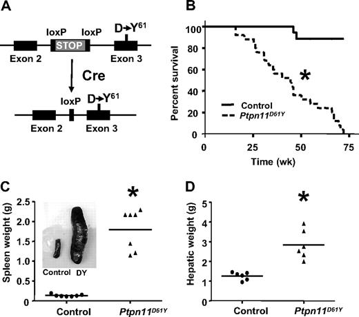 Figure 1. Mice expressing Ptpn11D61Y develop fatal MPD. (A) Schematic of LSL-Ptpn11D61Y allele with floxed “STOP” cassette (top) and expressing the Ptpn11D61Y mutation after Cre expression (bottom). (B) Kaplan-Meier analysis of a cohort of Ptpn11D61Y mice (n = 25) and littermate controls (n = 32). Cumulative survival was plotted against days after treatment with pIpC. Ptpn11D61Y mice have a median life span of 45 weeks. (C-D) Ptpn11D61Y mice develop splenomegaly (C) and hepatomegaly (D). (*P < .05.)