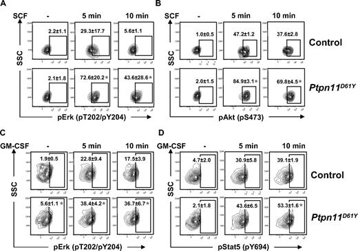 Figure 7. Signaling aberrations in Ptpn11D61Y cells. (A,B) Lin− BM cells from control and Ptpn11D61Y mice were purified by FACS and starved for 1 hour in serum-free medium before they were either left untreated or stimulated with 50 ng/mL SCF for 5 or 10 minutes. Cells were fixed, permeabilized, and stained with anti-cKit and anti-Sca1 and antibodies against pErk (A) and pAkt (B). Levels of phospho-specific antigens in the LSK population were determined by flow cytometry. (C,D) GMPs from control and Ptpn11D61Y mice were purified and starved before they were either left untreated or stimulated with GM-CSF (5 ng/mL) for 5 or 10 minutes. Cells were fixed, permeabilized, and stained with antibodies against pErk (C) and pStat5 (D), and levels of phospho-specific antigens quantified by flow cytometry (± SEM; *P < .05, by Wilcoxon-Mann-Whitney test).