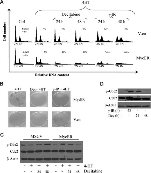 Figure 3. Myc provokes G2 checkpoint override that sensitizes p53 knockout mouse embryo fibroblasts (MEFs) to decitabine-induced cell death. (A) Low passage p53−/− MEFs were infected with retroviruses made either with MSCV-IRES-puro (vector control) or with MSCV-MycER-IRES-puro vectors. After selection, the cells were cultured in the presence or absence of 4-HT, to induce nuclear translocation and activation of MycER, and either treated with 10 Gy γ-IR or 2 μM decitabine (Dec) for the indicated time points. The cells were harvested and stained with propidium iodide and their cell-cycle distribution was analyzed by FACS. (B) The same cells as in panel A were also seeded into 6-well plates and cultured for 10 days after γ-IR or decitabine. Cultures with freshly added decitabine daily for 3 or 10 days produced the same results and a representative experiment of 3 independent clonogenic survival assays is shown. (C) Western blot analysis showing levels of total and phosphorylated cyclin-dependent kinase 1 (Cdc2) in p53−/− MEFs subjected to decitabine and Myc activation for the indicated times. Less phosphorylated Cdc2 suggests checkpoint override. (D) Akata cells were treated with either decitabine or γ-IR and analyzed for phosphorylation of Cdc2 by Western blot analysis.
