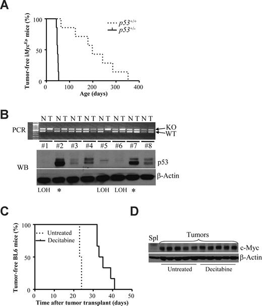 Figure 5. Decitabine treatment delays tumor formation in vivo. (A) iMycEμ mice were bred to p53 knockout mice to produce offspring that were Myc-transgenic and heterozygous for p53. These mice exhibited an accelerated course of disease (median survival 48 days) compared with the iMycEμ mice previously born in the laboratory (dashed line, median survival 198 days). The survival curves and the statistical analyses were performed using the Survival curve function of the GraphPad Prism software (San Diego, CA). (B) Tumors arising in iMycEμ; p53+/− mice were frozen down as live cells, but pieces were also snap frozen for analyses. The snap frozen tumor pieces were analyzed for their p53 status by PCR genotyping and Western blot analysis (WB). In the PCR, intensities between the top mutant and the bottom wild-type bands were compared with assess loss of heterozygosity (LOH). High amount of p53 protein on the WB indicates mutant protein (*). (C) Vials of live cells were thawed, and the tumor cells were transplanted into the tail veins of 12 recipient C57/BL6 mice. One week after transplant, 6 mice were treated with 3 injections of 5 mg/kg decitabine with 8-hour intervals. The survival curve was generated and analyzed using GraphPad Prism and is a representative of transplantation experiments of 3 different tumors. (D) Tumors arising in transplanted mice were analyzed for the expression of c-Myc protein levels by Western blot analysis.