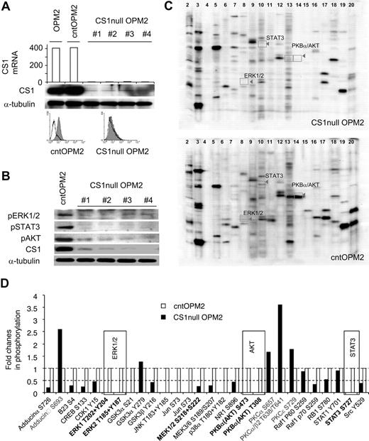 Figure 1. CS1 knockdown affects phosphorylation of ERK1/2, STAT3, and AKT. (A) CS1 knockdown after lentiviral CS1 shRNA infection. RNA was prepared from OPM2 cells infected with individual lentiviral CS1shRNA (targeting 4 regions on CS1 cDNA) or control shRNA, followed by gene expression analysis. Arbitrary unit of CS1 mRNA is shown. Immunoblotting and flow cytometric analysis further confirmed CS1 membrane depletion in CS1null OPM2 cells. Solid histogram represents CS1 expression; open histogram, isotype control. (B) Phosphorylated ERK1/2, STAT3, and AKT in C1null OPM2 versus cntOPM2 cells were examined using specific phosphorylated Abs. α-Tubulin was used as a loading control. (C) Cell lysates were examined for the phosphorylation status of more than 37 phospho-sites in 29 signaling proteins with a panel of 37 highly validated phospho-site-specific Abs (Kinetworks KPSS-1.3 Phosphosite Screen, Kinexus Biosystems). Representative multiple immunoblots and the migration of target phosphoproteins are shown. (D) The intensity of the ECL signals (counts per minute) was quantified from the multiple immunoblots for the total cell lysates of CS1null OPM2 and cntOPM2. The fold changes of phosphorylation in the CS1null OPM2 (■) relative to cntOPM2 (□) are presented. The averaged results from 2 phospho-site analyses are shown.