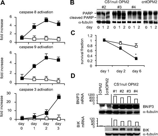 Figure 2. CS1 down-regulation induces earlier apoptosis after serum deprivation. (A) Pools of CS1null OPM2 and cntOPM2 cells in quadruplicate were incubated with serum-free medium for the indicated periods followed by individual caspase activity assays. ■ represents CS1null OPM2 cells; □, cntOPM2 cells. (B) Cell lysates were prepared from indicated cells after indicated time periods and subjected to immunoblotting using anti-PARP Ab. (C) Cell viability was assayed by MTT at indicated time periods. ■ represents CS1null OPM2 cells; □, cntOPM2 cells. (D) mRNA transcripts (top panel) and protein levels (bottom panel) of proapoptotic molecules BNIP3 and BIK differed in CS1null OPM2 versus control OPM2 cells.