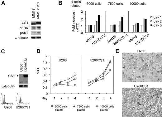 Figure 4. MM cell growth and survival were up-regulated by CS1 overexpression. (A) MM1S cells were transfected with pflagCS1 (MM1S/CS1) or control vector (MM1S). An augmented CS1 protein level in MM1S/CS1 was confirmed by immunoblotting using specific Abs. Cell viability was measured by MTT in panel B (MM1S/CS1 vs MM1S) and panel D (U266CS1 vs U266). Error bars indicate the SE from 3 independent experiments. (C) CS1 expression after transfection with pflagCS1 or control vector in U266 cells. Open histogram represents CS1; solid histogram, isotype control. (E) Cells were plated at the same density at day 0, and cell morphology was demonstrated after 3 days of culture. Images were taken using a Leica DFC300FX with a 20×/0.35 NA objective and Leica IM50 Image Manager (original magnification, ×200).