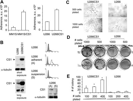 Figure 5. CS1 enhances MM cell adhesion to bone marrow stroma. (A) Binding of CS1-overexpressing or control MM cells to BMSCs was determined by 30-minute adhesion assay in a fluorescence plate reader. Experiments were done in triplicates, and a representative experiment was shown. a.u. indicates arbitrary units. (B) CS1 was detectable in control U266 cells after long exposure (7 minutes) compared with short exposure (40 seconds) in immunoblotting analysis. CS1 expression in U266 cells in suspension versus adherent U266 cells was analyzed by flow cytometry and immunoblotting. (C) Cell morphology and colony formation were examined in methylcellulose-based culture at 6 days after plating U266CS1 versus control U266 transfectants. Images were taken using a Leica DFC300FX with a 40×/0.6 NA objective and Leica IM50 Image Manager (original magnification, ×400). (D) Colonies were stained and visualized with a Leica DM LB research microscope and quantitated in panel E. P < .01.