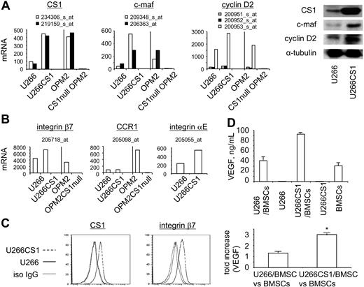 Figure 6. CS1 up-regulates c-maf transactivation in MM cells. (A) Transcriptional and protein changes of CS1, c-maf, and cyclin D2 in CS1-overexpressing U266CS1 and CS1null OPM2 MM cells. The representative probe sets for each gene were used for mRNA expression analysis (P < .003), with confirmation of protein levels by immunoblotting using specific Abs. (B) Transcriptional changes of other c-maf-transactivation targets in U266 versus U266CS1 or OPM2 versus CS1null OPM2 cells (P < .003). Fold changes of listed target mRNA in these cells are shown in Table 1. (C) Integrin β7 expression is enhanced in U266CS1 versus U266 cells, as analyzed by flow cytometry. (D) Top panel: VEGF secretion by U266CS1 or U266 cells, alone or in the presence or absence of BMSCs, as well as in BMSCs alone. Experiments were done in triplicate; error bars represent SE. Fold increase in VEGF induced by MM cell adhesion to BMSCs is shown in the bottom panel. P < .03.