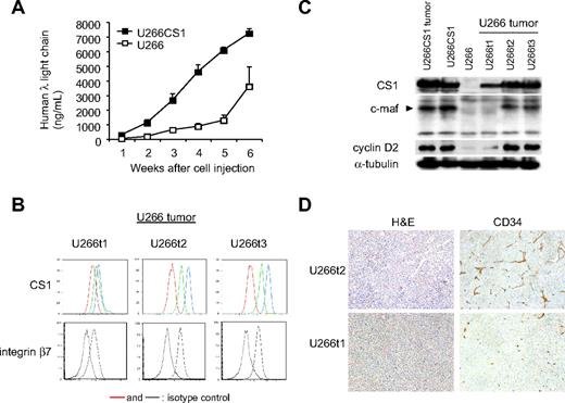 Figure 7. CS1 up-regulates tumor formation via c-maf in vivo. (A) Human λ light chain levels in blood were assayed by ELISA to assess tumor development in mice injected with indicated cells. (B) Cell surface expression of CS1 and integrin β7 on tumors in mice injected with U266 cells (U266t1-3) was analyzed by flow cytometric analysis. Red and dotted lines represent isotype control; green line, CS1 levels on excised tumor; blue line, CS1 level after 4-day culture of excised tumors. (C) Immunoblotting analysis of tumors in mice injected with indicated cells using specific Abs. (D) Hematoxylin and eosin and CD34 staining by immunohistochemistry of tumors expressing high (U266t2) and low (U266t1) levels of CS1. Images were taken using a Leica DFC300FX with a 10×/0.22 NA objective and a Leica IM50 Image Manager (original magnification, ×100).
