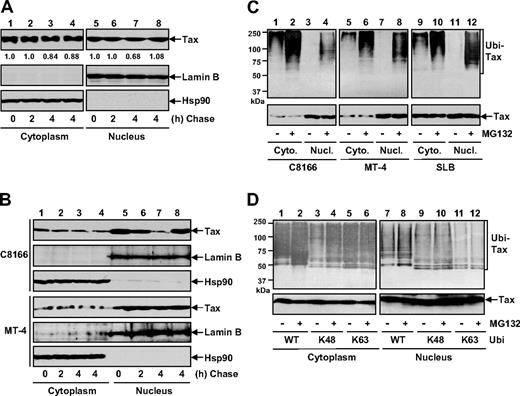 Figure 1. Tax shows different ubiquitin modifications and stabilities in the cytoplasm and in the nucleus. (A) 293 cells transiently transfected with Tax were CHX chased at the indicated time (in hours), followed by cytoplasmic and nuclear extractions. For the 4-hour time point, the cells were also chased in the presence of 10 μM MG132 (lanes 4 and 8). The expression levels of Tax, lamin B, and Hsp90 in these 2 fractions were detected by IB. The Tax levels were also quantitated by densitometry. (B) C8166 and MT-4 were used for Tax stability assays as described in panel A. (C) C8166, MT-4, and SLB cells were left untreated or treated with MG132 for 3 hours, followed by cytoplasmic and nuclear extractions. The ubiquitinated Tax proteins were then analyzed by IP using Tax antibody and IB using ubiquitin antibody. The levels of Tax in the extractions were analyzed by direct IB. (D) 293 cells transfected with Tax plus the indicated HA-tagged ubiquitin mutants were left untreated or treated with MG132 for 3 hours, followed by the ubiquitination assays as described in panel C.