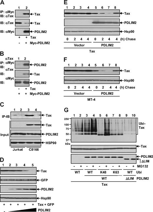 Figure 2. PDLIM2 promotes K48-linked ubiquitination and proteasomal degradation of Tax. (A) 293 cells were transfected with Tax in the presence or absence of Myc-PDLIM2, followed by IP using Myc antibody and IB using Tax antibody. The expression levels of Tax and Myc-PDLIM2 were analyzed by direct IB. (B) 293 cells transfected with Myc-PDLIM2 alone or together with Tax were subjected to IP using Tax antibody and IB using Myc antibody. The expression levels of Tax and Myc-PDLIM2 were also analyzed. (C) Jurkat and C8166 cells were subjected to IP using PDLIM2 antibody (lanes 1 and 3) or control IgG (lanes 2 and 4) and IB using Tax antibody. The input was monitored by direct IB using Tax, PDLIM2, or Hsp90 antibody. (D) 293 cells were transfected with Tax and GFP in the presence of increasing amounts of PDLIM2, followed by IB to detect expression levels of Tax, GFP, PDLIM2, and Hsp90. (E) 293 cells transfected with Tax in the presence or absence of PDLIM2 were CHX chased at the indicated time (in hours). In lanes 4 and 8, the cells were chased in the presence of 10 μM MG132. The protein levels of Tax, Myc-PDLIM2, and Hsp90 were analyzed by direct IB. (F) MT-4 cells stably expressing PDLIM2 or an empty vector were CHX chased as described in panel D. (G) 293 cells transfected with the indicated constructs were left untreated or treated with MG132 for 3 hours, followed by IP-IB to detect the ubiquitinated Tax in the nucleus (top). To better compare Tax ubiquitination, the similar amounts of Tax proteins were used in each lane for IP (middle). The expression levels of PDLIM2 and its LIM deletion mutants were analyzed by IB (bottom).