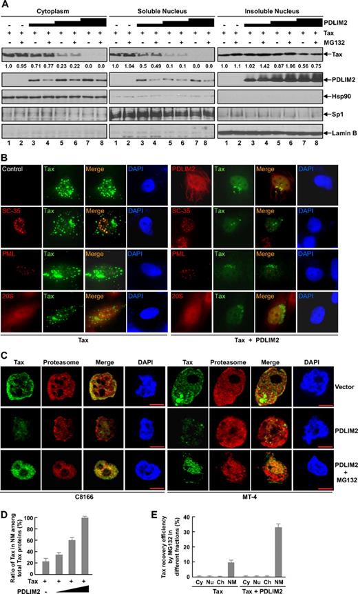Figure 3. PDLIM2 targets Tax into the nuclear matrix for proteasomal degradation. (A) 293 cells transfected with Tax in the presence of increasing amounts of PDLIM2 were left untreated or treated with MG132 for 3 hours, followed by cell fractions and IB to detect expression levels of the indicated proteins. The ratio of cytoplasm–soluble nuclear fraction–insoluble nuclear fraction used for IB assay was 1:2:2. The Tax levels were also quantitated by densitometry. (B) Hela cells transfected with Tax alone or together with PDLIM2 were analyzed by indirect immunofluorescence to visualize the indicated proteins. Tax was shown in green. SC-35, PML, and the proteasome were shown in red. Original magnification, ×1000. (C) C8166 or MT-4 cells stably expressing an empty vector (top panel) or PDLIM2 (middle and bottom panels) were analyzed by confocal microscopy to visualize the proteasome (red) and Tax (green). The cells in the bottom panel were treated with MG132 for 3 hours prior to the immunofluorescence assays. Bar represents 10 μM. (D) 293 cells were transfected with Tax alone or together with increasing amounts of PDLIM2, followed by nuclear matrix extraction and IB. The percentiles of Tax in the nuclear matrix (NM) among total Tax proteins in the cells were presented. Error bars indicate standard deviations (n = 3). (E) 293 cells transfected with Tax alone or together with PDLIM2 were treated with MG132 or DMSO for 3 hours, followed by cell fractions as described in “Subcellular fractionation, immunoblotting, and immunoprecipitation assays.” The data presented the percentiles of MG132-recovered Tax in the cytoplasm (Cy), nucleoplasm (Nu), chromatin (Ch), and nuclear matrix (NM) based on the Tax amounts in the respective fractions from the DMSO-treated cells. Error bars indicate standard deviations (n = 3).