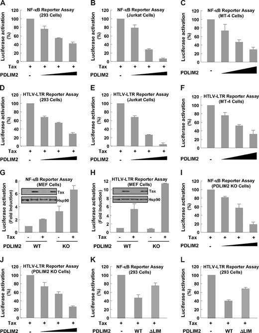 Figure 4. PDLIM2 prevents Tax-dependent NF-κB activation and HTLV-I viral transcription. (A-C) The indicated cells were transfected with Tax and κb driven luciferase reporter in the presence of increasing amounts of PDLIM2, followed by measure of luciferase activity. (D-F) The indicated cells were transfected with Tax and HTLV-I-LTR driven luciferase reporter in the presence of increasing amounts of PDLIM2, followed by measure of luciferase activity. (G,H) PDLIM2 wild-type (WT) or knockout (KO) MEFs were transfected with Tax and κb or HTLV-I-LTR driven luciferase reporter, followed by measure of luciferase activity. The protein expression levels of transfected Tax and endogenous Hsp90 were detected by direct IB. (I,J) PDLIM2 WT or KO MEFs were transfected with Tax and κb or HTLV-I-LTR driven luciferase reporter in the presence of increasing amounts of PDLIM2, followed by measure of luciferase activity. (K-L) 293 cells were transfected with Tax and κb or HTLV-I-LTR driven luciferase reporter in the presence of same amounts of PDLIM2 or its LIM deletion mutant, followed by measure of luciferase activity. The luciferase activities were presented as the percentile of that activated by Tax alone (denoted as 100) (A-F,I,J,K,L) or as fold induction relative to the basal level measured in WT MEFS (G,H). Error bars indicate standard deviations (n = 3).
