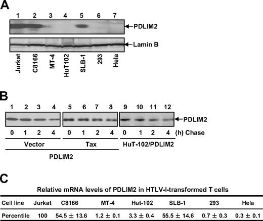 Figure 6. Both mRNA and protein levels of PDLIM2 were decreased in HTLV-I–transformed T cells. (A) Protein expression of PDLIM2 was analyzed in the indicated cell lines by IB. (B) CHX-chase assays were performed using 293 cells transfected with PDLIM2, PDLIM2/Tax, and HuT-102 cells stably expressing PDLIM2, followed by IB to detect PDLIM2 protein levels. (C) RNA expression of PDLIM2 was analyzed in the indicated cell lines by real-time PCR. The relative levels of PDLIM2 mRNA were normalized according to β-actin mRNA level and represented as percentile in Jurkat cells (arbitrarily set as 100). The data presented are the mean plus or minus standard deviation (n = 3).