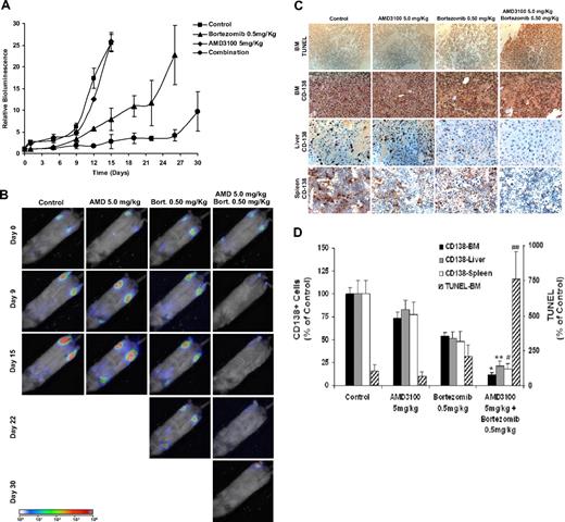 Figure 4. AMD3100 enhances tumor reduction induced by bortezomib in vivo. Mice were treated with AMD3100 (5 mg/kg, daily), bortezomib (0.5 mg/mL, twice weekly), or their combination and were compared with the control untreated group (A). Tumor growth was determined by bioluminescence imaging. Tumor growth in the AMD3100-treated group was similar to the control group, whereas the bortezomib-treated group showed reduction in tumor progression compared with control (P = .041), and the mice treated with the combination of AMD3100 and bortezomib showed significant tumor reduction compared with control (P = .001) and bortezomib alone (P = .021). Each data point represents 3 to 5 mice. Error bars represent SD. (B) Representative bioluminescence images of each treatment group with time. (C) Immunohistochemistry of specimens taken from BM, liver, and spleen. Top panel shows induction of apoptosis of MM cells in the BM detected by TUNEL assay. AMD3100 did not induce apoptosis compared with control, whereas the bortezomib-treated group showed low levels of apoptosis in the BM, and the combination of AMD3100 and bortezomib showed significant induction of apoptosis. The bottom 3 panels represent tumor spread in the BM, liver, and spleen by staining with anti–human CD138, showing that AMD3100 had a minimal effect on reducing the number of plasma cells present in the BM, liver, and spleen. However, bortezomib and more significantly the combination of bortezomib and AMD3100 showed reduction of tumor burden in the BM, liver, and spleen. Images were taken at 40× magnification with Leica DMLB microscope. (D) Quantification of the number of CD138+ cells in the BM, liver, and spleen and of TUNEL+ cells in the BM. Statistically significant differences were found between numbers of CD138+ and TUNEL+ cells in the bortezomib-treated group and the bortezomib + AMD3100–treated group. *P < .001; **P = .002; #P = .021; ##P < .016. Error bars represent SD.