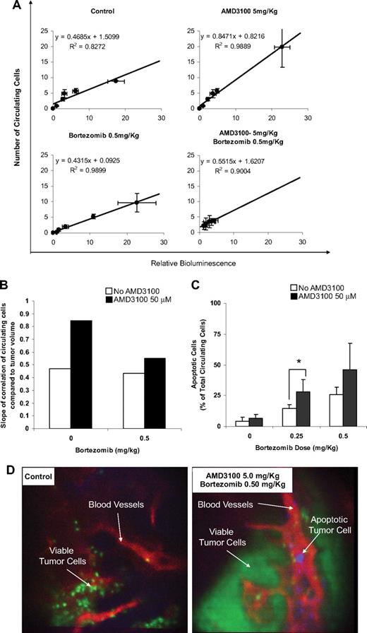 Figure 5. AMD3100 mobilizes MM cells to the circulation and sensitizes them to bortezomib-induced apoptosis in vivo. (A) Correlation of the number of viable circulating cells with tumor burden in the bone marrow. The number of circulating cells was in direct linear correlation with the tumor burden. Error bars represent SD. (B) Comparison of the slope of the linear correlations, which represents the amount of the mobilized MM cells per 1 unit of tumor burden. AMD3100 showed intensive mobilization of MM cells. Bortezomib did not show a significant decrease compared with the control group. However, the combination of bortezomib and AMD3100 reduces significantly the number of circulating cells compared with AMD3100 alone. (C) The ratio of apoptotic/total MM cells in the circulation detected by in vivo real-time flow cytometry. AMD3100 did not induce apoptosis compared with the control. Bortezomib showed a dose-dependent induction of apoptosis, which was enhanced by daily treatment with AMD3100. Error bars represent SD. (D) Representative in vivo confocal images of BM niches of control and combination of AMD3100 and bortezomib–treated mice, showing viable MM cells (green), apoptotic MM cells (violet), and blood vessels (red). These images show that apoptotic MM cells were present in the circulation of mice treated with the combination of AMD3100 and bortezomib and absent in the control mice. *P = .046.