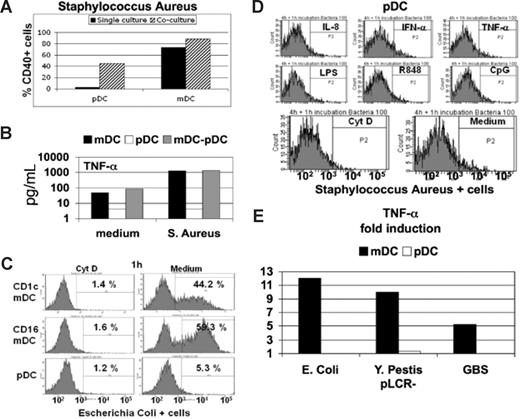 Figure 1. Plasmacytoid DCs are not responsive to whole bacteria. (A) pDCs and mDCs cultured in isolation (■) or together (▨) in presence of fixed S aureus bacterial particles, and the percentage of cells expressing CD40 was determined. A representative experiment of 3 is shown, and similar results were obtained using other bacteria (data not shown). (B) TNF-α production was measured in the culture supernatant of pDCs (□) and mDCs (■) cultured in isolation or together (▩) in the presence or absence of fixed S aureus. A representative experiment of 3 is shown. (C) Phagocytosis of fluorescently labeled E coli fixed bacterial particles by CD16 and CD1c mDC subsets or pDCs was measured by flow cytometry in the presence (left panels) or absence (right panels) of cytochalasin D (Cyt D). Similar results were obtained performing the experiments at the time points of incubation, as follows: 15 and 30 minutes; 1, 4, 6, and 8 hours; and overnight (data not shown). One representative experiment of 5 is shown. (D) Uptake of fluorescently labeled S aureus bacterial particles by pDCs pretreated for 4 hours with the indicated stimuli. Similar results were obtained after overnight pretreatment of pDCs. A representative experiment of 5 is shown. (E) Fold induction of TNF-α production measured in the supernatant of mDCs (■) or pDCs (□) cultured in presence of live growing E coli, Y pestis (pLCR-mutant strain), and GBS. One representative experiment of 3 is shown.